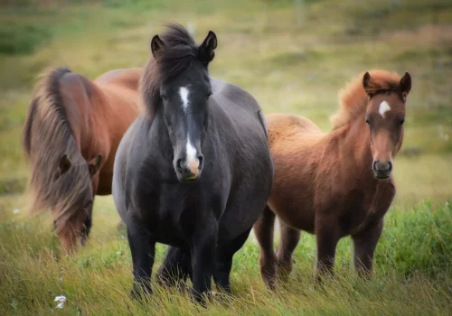 castleguard-iceland-1747368