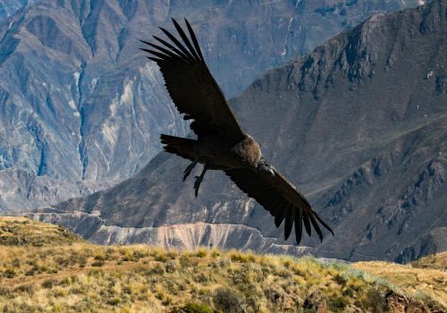 condor-6835292_1280
